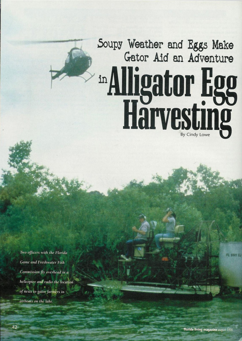 Alligator Egg Harvesting 01